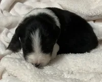 Midnight, a male Australian Shepherd for sale in Stanwood, WA – Photo 5 of 6