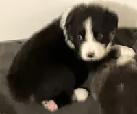 Midnight, a male Australian Shepherd for sale in Stanwood, WA – Photo 1 of 6