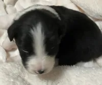 Midnight, a male Australian Shepherd for sale in Stanwood, WA – Photo 2 of 6