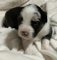 Solstice, a male Australian Shepherd for sale in Stanwood, WA – Photo 2 of 7