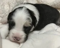 Solstice, a male Australian Shepherd for sale in Stanwood, WA – Photo 3 of 7