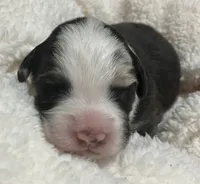 Solstice, a male Australian Shepherd for sale in Stanwood, WA – Photo 6 of 7