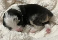 Solstice, a male Australian Shepherd for sale in Stanwood, WA – Photo 7 of 7