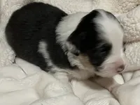 Solstice, a male Australian Shepherd for sale in Stanwood, WA – Photo 4 of 7