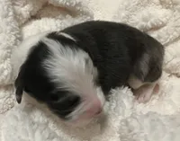 Solstice, a male Australian Shepherd for sale in Stanwood, WA – Photo 5 of 7