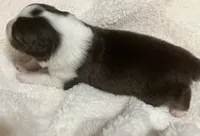 Winter, a male Australian Shepherd for sale in Stanwood, WA – Photo 6 of 6