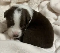 Winter, a male Australian Shepherd for sale in Stanwood, WA – Photo 2 of 6