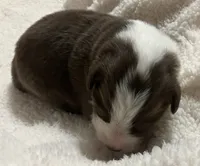 Winter, a male Australian Shepherd for sale in Stanwood, WA – Photo 5 of 6