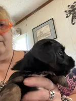 Yellow, a male Yorkshire Terrier and Miniature Dachshund for sale in Clarksville, TN – 2 of 2