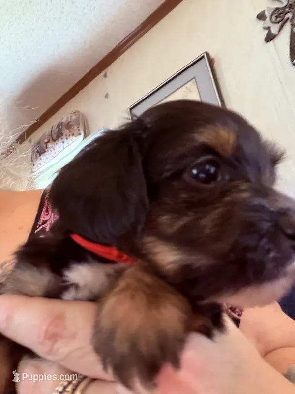 Red – Yorkshire Terrier, Miniature Dachshund puppy for sale in Clarksville, TN