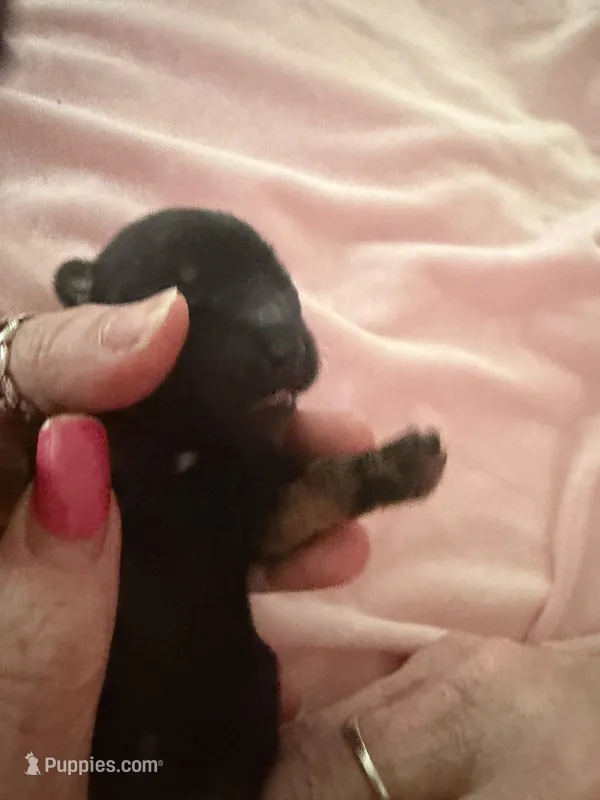 Green – Yorkshire Terrier, Miniature Dachshund puppy for sale in Clarksville, TN