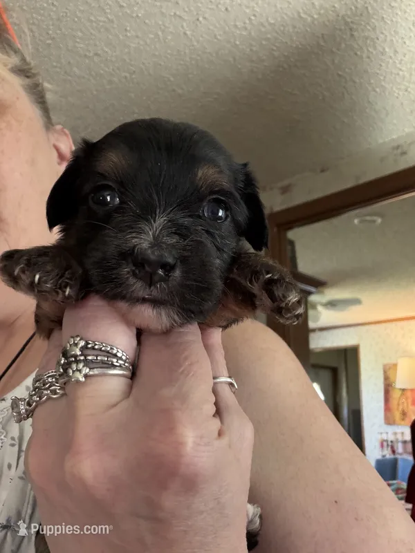 Red – Yorkshire Terrier, Miniature Dachshund puppy for sale in Clarksville, TN