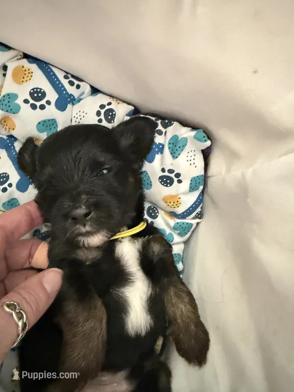 Yellow – Yorkshire Terrier, Miniature Dachshund puppy for sale in Clarksville, TN