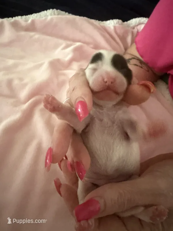 Sky blue – Yorkshire Terrier, Miniature Dachshund puppy for sale in Clarksville, TN