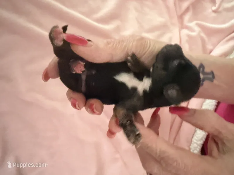 Yellow – Yorkshire Terrier, Miniature Dachshund puppy for sale in Clarksville, TN