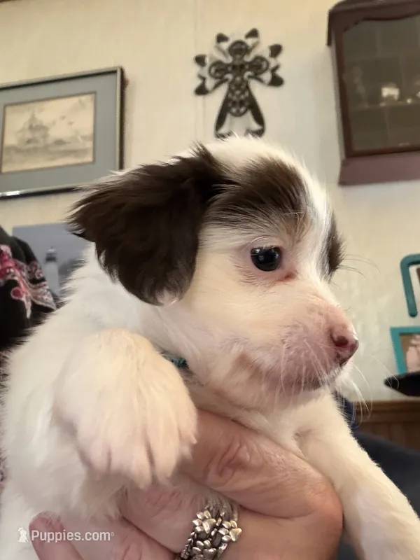 Sky blue – Yorkshire Terrier, Miniature Dachshund puppy for sale in Clarksville, TN