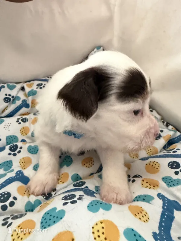 Sky blue – Yorkshire Terrier, Miniature Dachshund puppy for sale in Clarksville, TN
