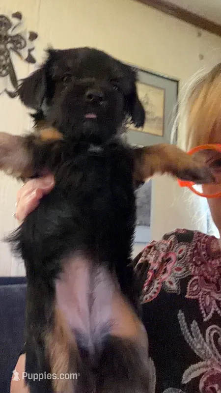   Orange – Yorkshire Terrier, Miniature Dachshund puppy for sale in Clarksville, TN