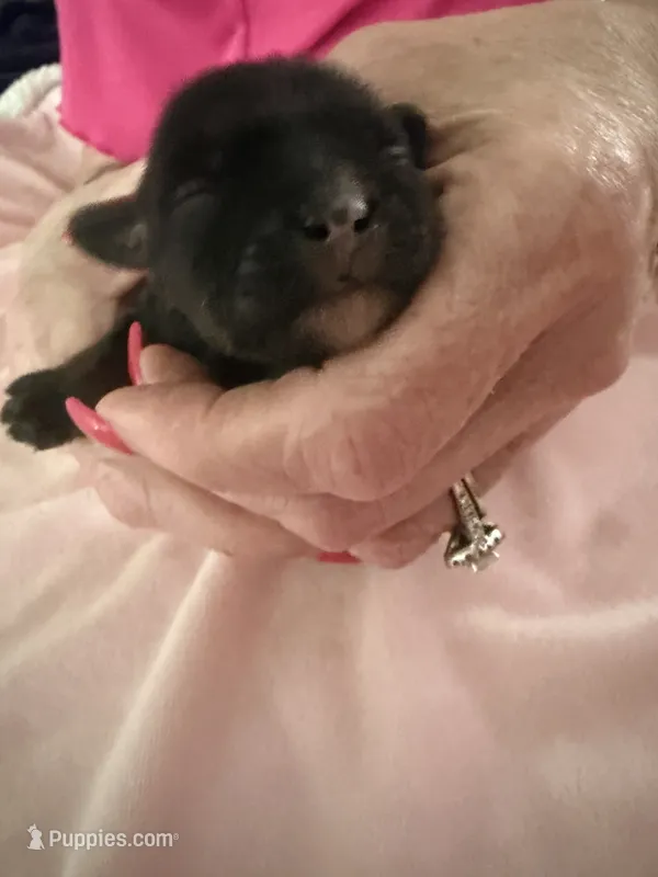 Red – Yorkshire Terrier, Miniature Dachshund puppy for sale in Clarksville, TN