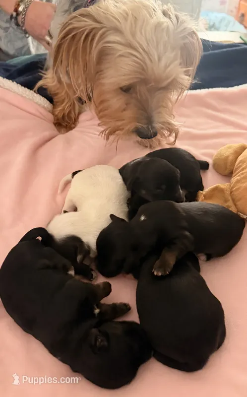 Sky blue – Yorkshire Terrier, Miniature Dachshund puppy for sale in Clarksville, TN