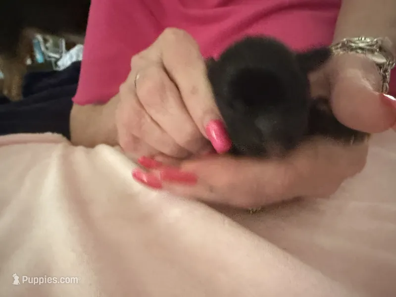   Orange – Yorkshire Terrier, Miniature Dachshund puppy for sale in Clarksville, TN