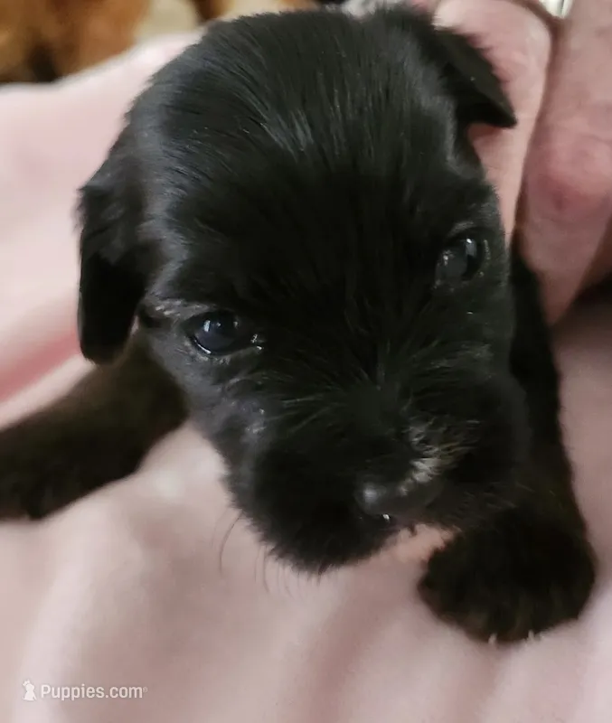 Yellow – Yorkshire Terrier, Miniature Dachshund puppy for sale in Clarksville, TN