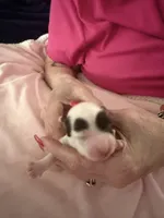 Sky blue, a male Yorkshire Terrier and Miniature Dachshund for sale in Clarksville, TN – 2 of 4