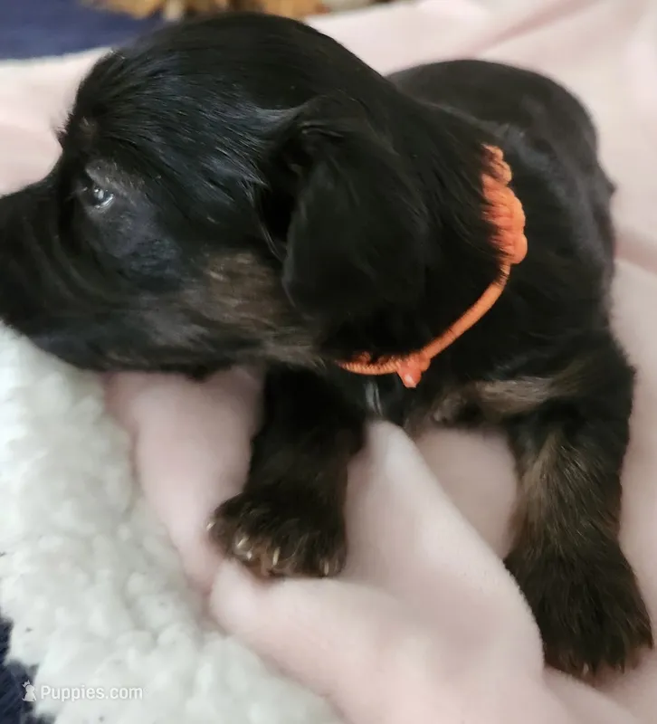   Orange – Yorkshire Terrier, Miniature Dachshund puppy for sale in Clarksville, TN