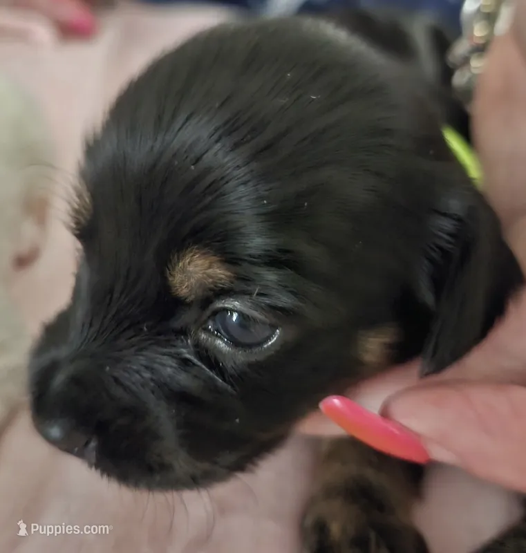 Green – Yorkshire Terrier, Miniature Dachshund puppy for sale in Clarksville, TN