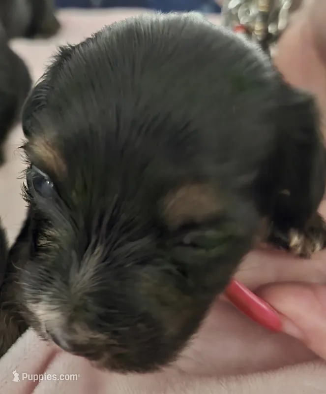 Red – Yorkshire Terrier, Miniature Dachshund puppy for sale in Clarksville, TN