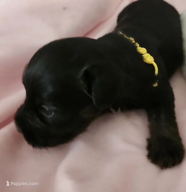 Yellow – Yorkshire Terrier, Miniature Dachshund puppy for sale in Clarksville, TN