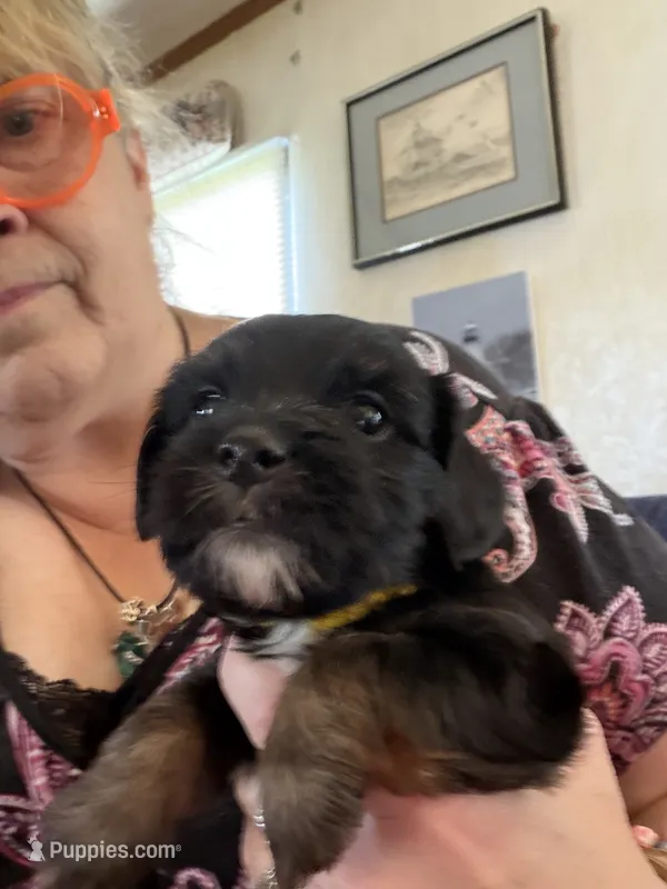 Yellow – Yorkshire Terrier, Miniature Dachshund puppy for sale in Clarksville, TN