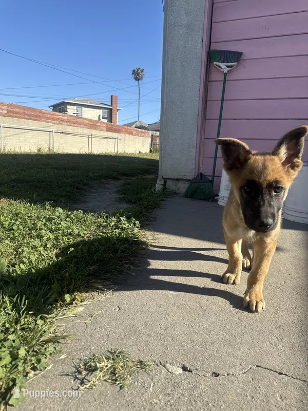 Yoda – Belgian Malinois puppy for sale in Long Beach, CA