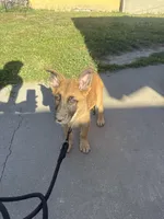 Yoda, a male Belgian Malinois for sale in Long Beach, CA – Photo 3 of 4