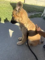 Yoda, a male Belgian Malinois for sale in Long Beach, CA – Photo 2 of 4