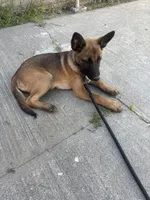 Yocka, a male Belgian Malinois for sale in Long Beach, CA – Photo 5 of 5