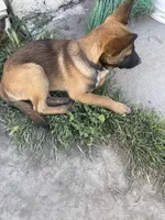 Yocka, a male Belgian Malinois for sale in Long Beach, CA – Photo 1 of 5