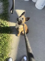 Yocka, a male Belgian Malinois for sale in Long Beach, CA – Photo 3 of 5