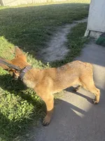 Yocka, a male Belgian Malinois for sale in Long Beach, CA – Photo 2 of 5