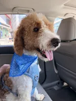 Preston , a male English Goldendoodle for sale in Philadelphia, PA – 3 of 3