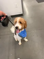 Preston , a male English Goldendoodle for sale in Philadelphia, PA – 2 of 3