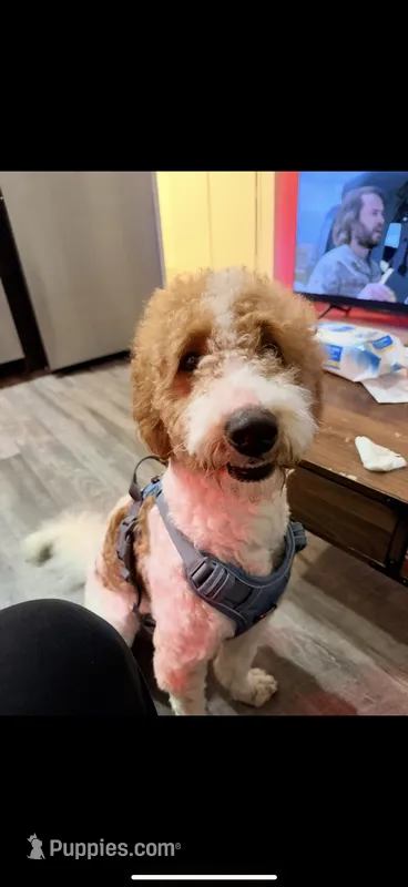 Preston  – English Goldendoodle puppy for sale in Philadelphia, PA