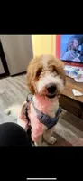 Preston , a male English Goldendoodle for sale in Philadelphia, PA – 1 of 3