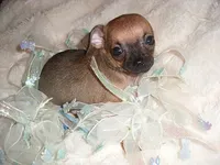 MUFFIN, a male Chihuahua for sale in Canton, MS – 4 of 4