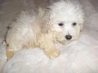 JAZZ, a male Maltipoo for sale in Canton, MS – Photo 1 of 2