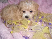 GOLDIE, a female Maltipoo for sale in Canton, MS – 2 of 2