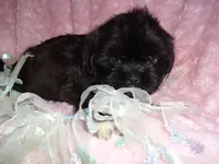 DUFFY, a male Shih Tzu for sale in Canton, MS – 3 of 4