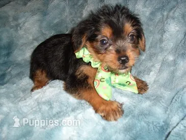CASPER – Yorkipoo puppy for sale in Canton, MS