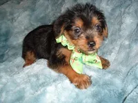 CASPER, a male Yorkipoo for sale in Canton, MS – 1 of 4