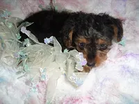CAESAR, a male Yorkshire Terrier for sale in Canton, MS – 2 of 4